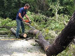 Best Emergency Tree Removal  in Mission Viejo, CA