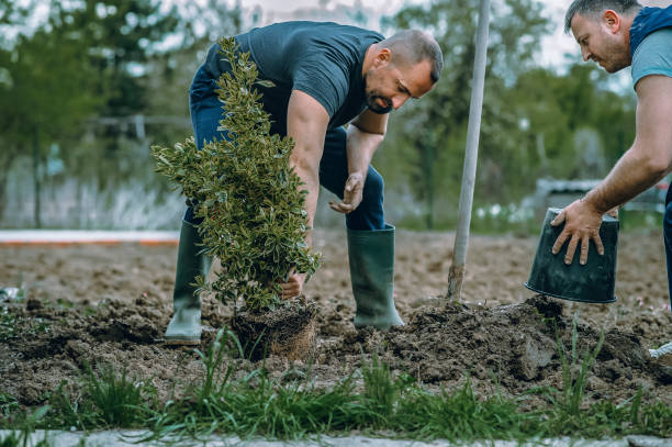 Best Tree Mulching  in Mission Viejo, CA