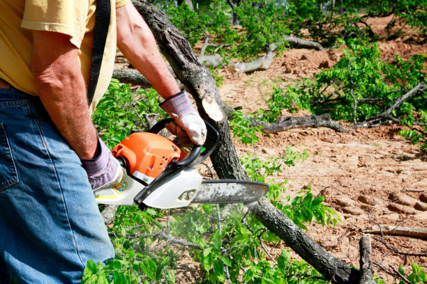 How Our Tree Care Process Works  in  Mission Viejo, CA